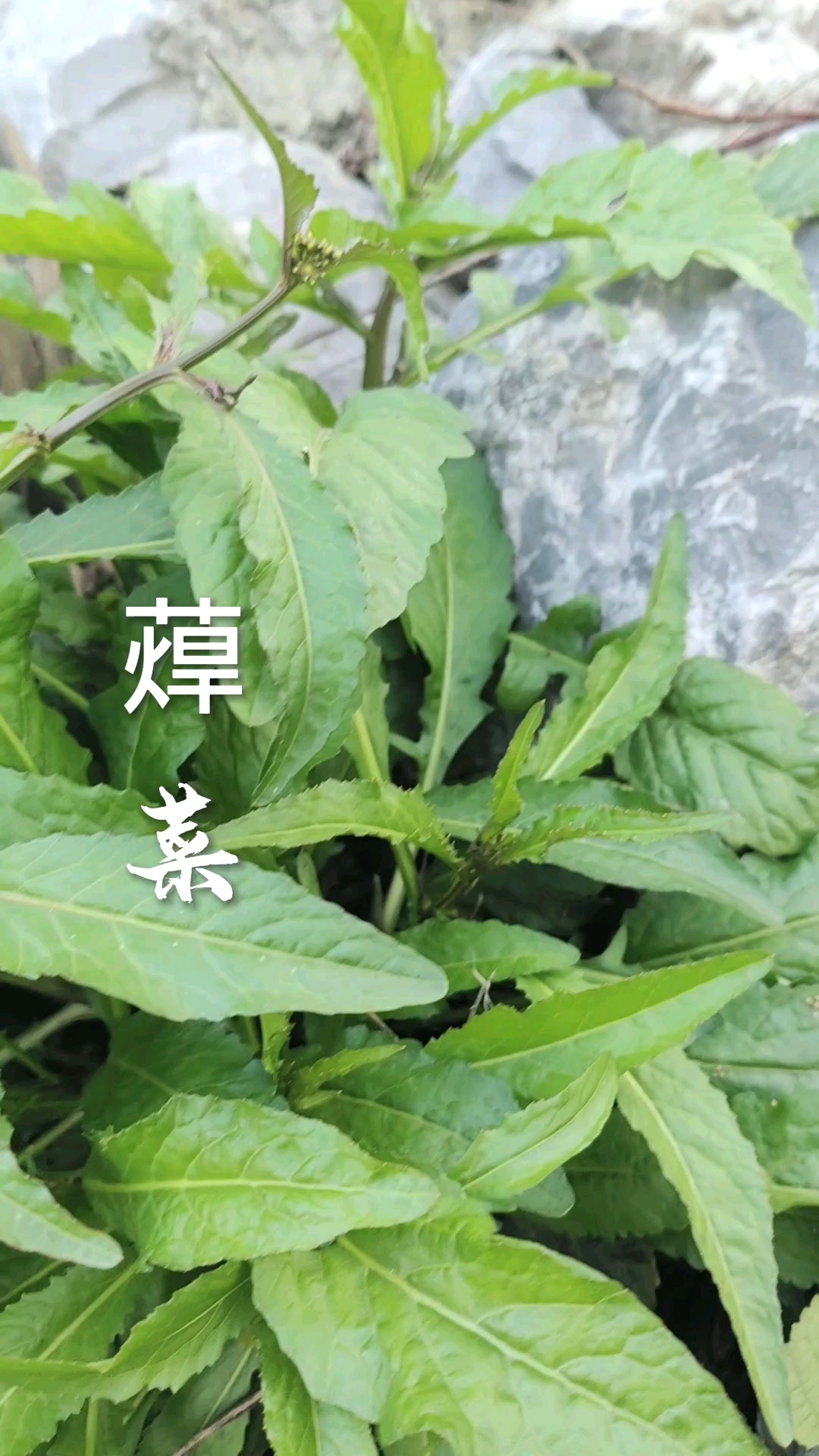 春天怎么能少得了野菜呢!这种野菜你吃过吗,它叫什么名字,煮汤