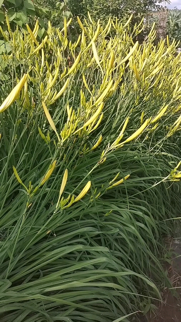 黄花菜什么时候采摘最好