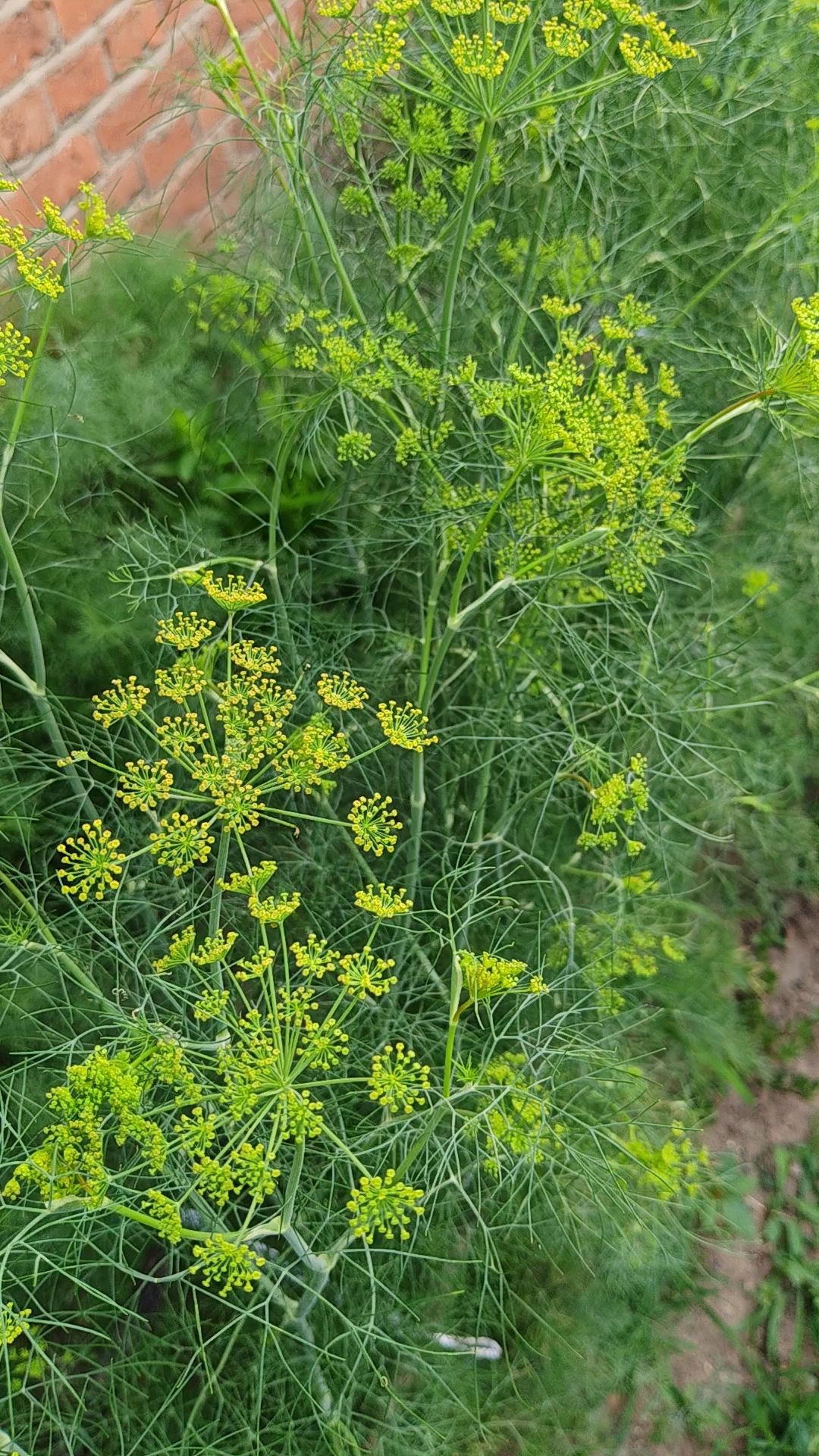 这茴香还没来得及吃呢都开花了,留种子吧!