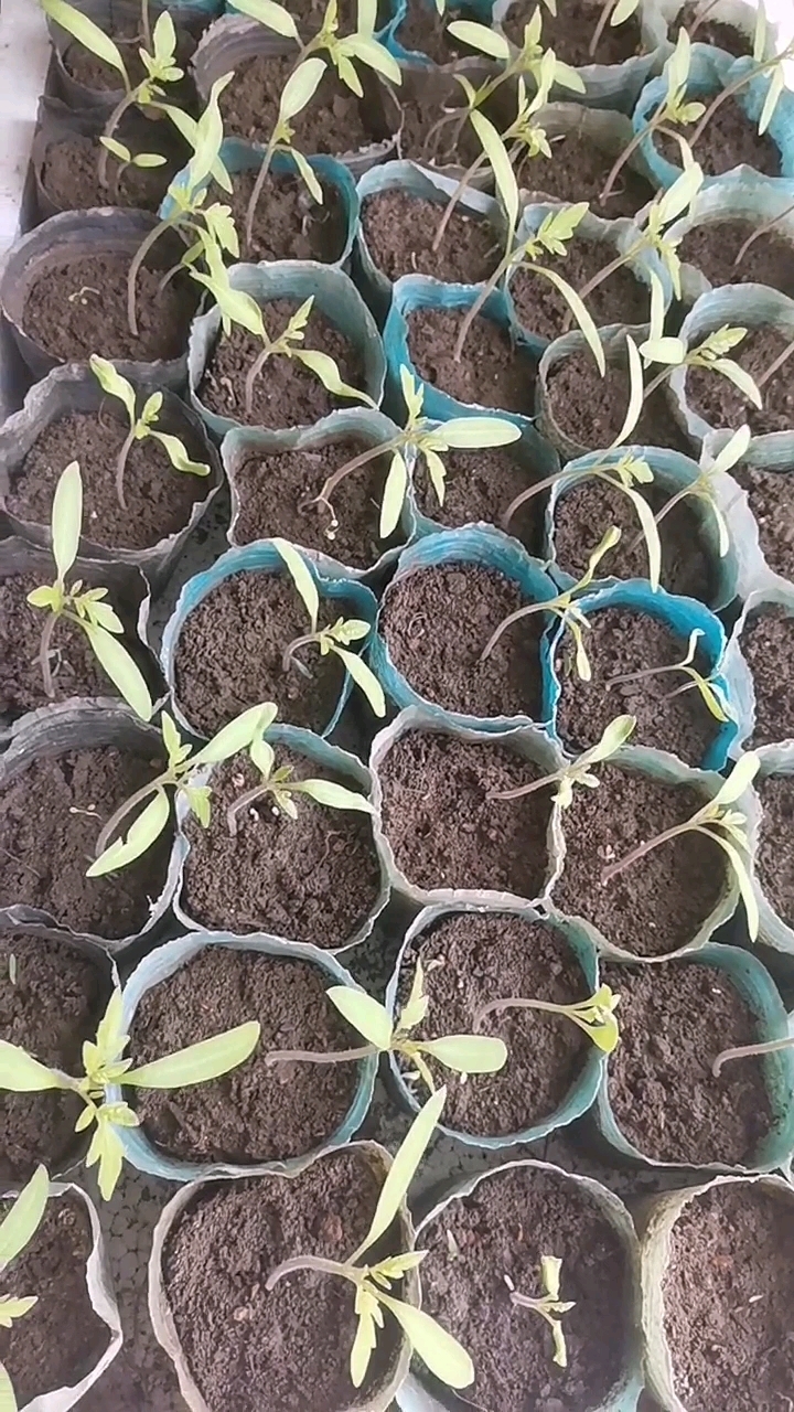 在室内育几百棵蔬菜苗,窗台都摆得满满的