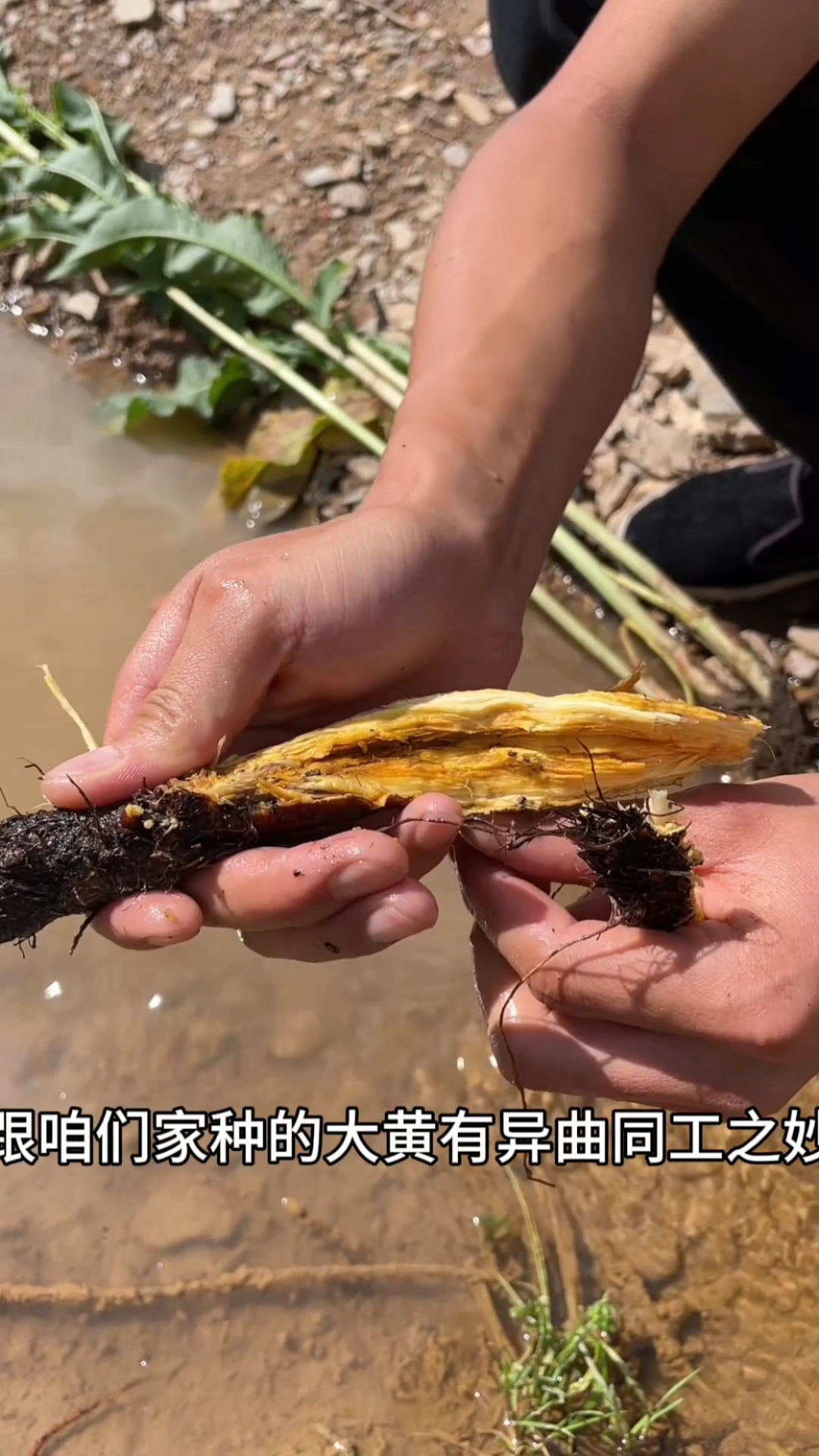夏天最适合吃的植物,甘肃岷县野生土大黄(最苦的野菜)