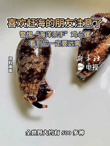 喜欢赶海的朋友注意了 警惕“海洋杀手”鸡心螺 看到它一定要远离 赶海 海洋杀手 鸡心螺