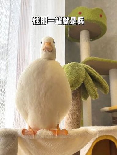 太好啦!是杂技小鸭 柯尔鸭绝味 柯尔鸭 你是什么鸭