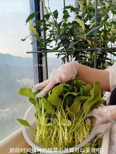 小阳台出大惊喜,喜提一盆嫩嫩的甜菜心#阳台种菜 #有机蔬菜 #惠州23楼阳台小菜园 #真实