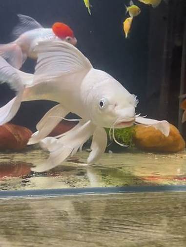 欣赏下我家的水中仙子!一白倾心,一摆动人,有汨罗的鱼缸养鱼友没,联系一下!观赏鱼 养鱼人 