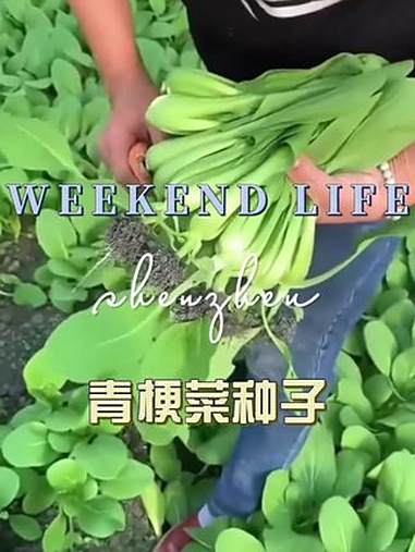 自己在家就能种这个黑叶苏州青,好吃好种有营养 在家种菜 绿色生活 种地人