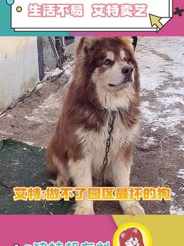 真给艾特训成狗了!怎么不算招财汪汪～潘宏 狗狗 潘宏爱玩狗
