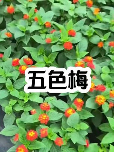 五色梅又名马缨丹、五彩花、如意草、臭草等。四季开花,花序腋生,花冠高脚碟状,4～5裂,花色