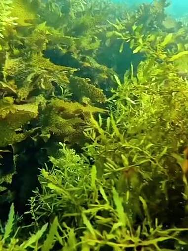 随海浪起伏的海洋动物 鱼儿自由自在的水中游 探索海底世界 人与自然和谐共处