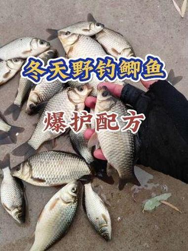 冬天野钓鲫鱼,爆护配方!钓鱼王 今晚吃鱼二代 创威非凡大师二代 初冬一样能钓大鱼 收到了冬
