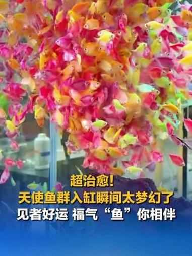 超治愈！天使鱼群入缸瞬间太梦幻了 见者好运 福气“鱼”你相伴