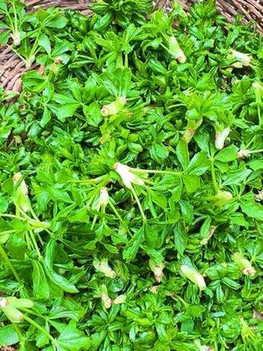 #野菜 平凉五爪爪菜采摘!五爪菜清热解毒,利湿退黄,助消化、抗炎。#平凉印象