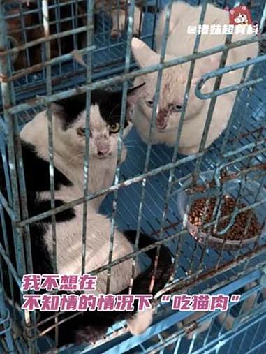 南京糗糗庄园 如果它们没被发现……等待这1000只猫猫的只有死亡!猫车 救助 糗糗庄园 南