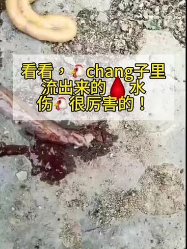 鸡盲肠球虫 鸡拉血便 鸡球虫 李莉分享养殖 李莉讲养殖