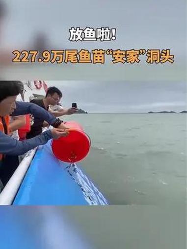 随着一阵阵清脆的入水声响,227.9万尾大黄鱼、黑鲷鱼苗顺着放生滑道游入大海,在洞头海洋牧