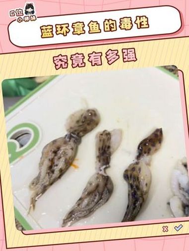 从某种角度来说不喜欢吃章鱼也是一种好处 大家吃的时候一定要睁大眼睛仔细检查!科普 蓝环章鱼