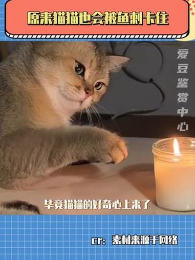 才知道小猫也会被鱼刺卡住 猫咪 萌宠 冷知识 生活 铲屎官和他的主人
