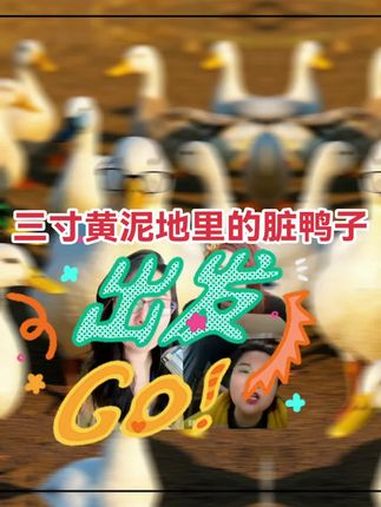 小鸭子嘎嘎嘎 数鸭子 抖音看世界 鸭子成精啦 Al