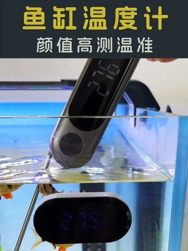 推荐一款颜值非常高的鱼缸温度计!养鱼日记 鱼缸温度计 观赏鱼 养鱼人 水族