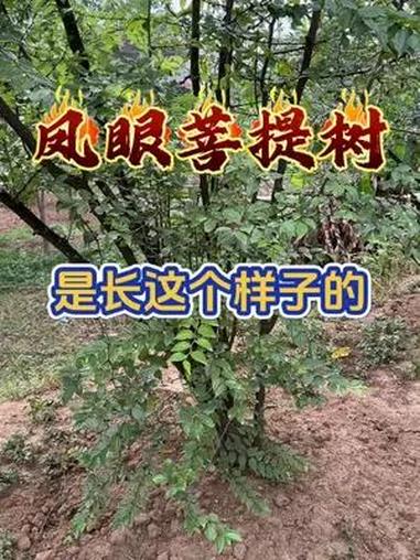 凤眼菩提树长这个样子!