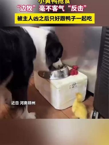 狗狗正在吃饭,小鸭子过去抢食,被主人凶之后只好一起吃,表情委屈又可爱,网友:狗:你有不在家