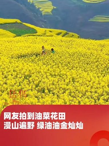 网友拍到油菜花田,漫山遍野 绿油油金灿灿,“隔着屏幕仿佛闻到花香了”