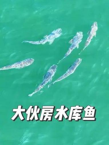 大伙房水库鱼 这是大胖头鱼不?个头不小,得有十来斤,太好了,抚顺 大伙房水库 抚顺航拍