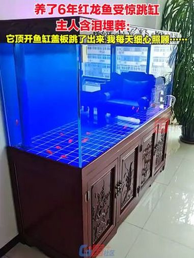 3月26日,河北廊坊发生4.2级地震。养了6年红龙鱼受惊跳缸,主人含泪埋葬:它平时很温顺,