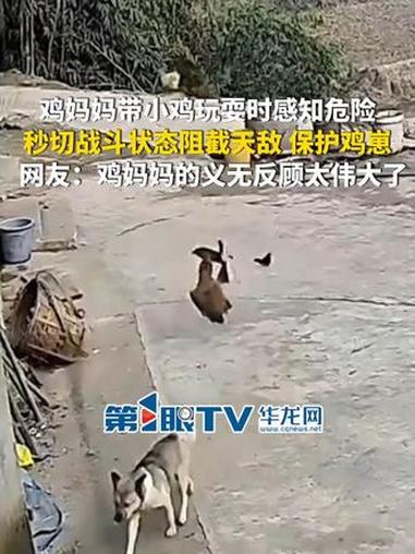 1月21日（采访时间），重庆。鸡妈妈带小鸡玩耍时感知危险，秒切战斗状态阻截天敌，保护鸡崽。