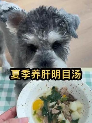 狗狗夏季鲜食养肝明目汤vlog|今日大暑,近一年中阳光最炎热的节点,夏季毛孩子易动肝火,这