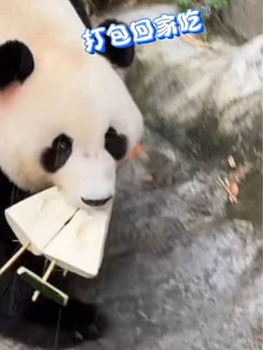驸马爷家和生日快乐～拿了蛋糕就跑,好像社恐小朋友(广州长隆熊猫村)大熊猫家和 来这吸熊猫 