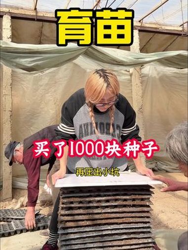 今天种了紫色西兰花、新品种莴笋 你们吃过紫色的西兰花吗?新农人计划2025 记录我的农村生
