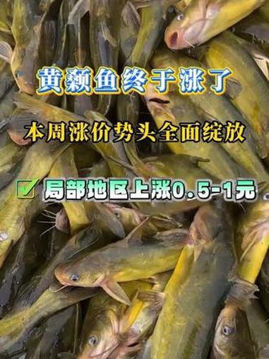 随着节日消费旺季的推进,黄颡鱼价格仍有进一步上涨空间,后市行情值得期待。#水产养殖 #黄颡