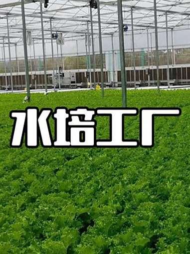 水培生菜自动化生产智能温室里都有哪些先进设备 智能温室 无土栽培 水培自动化