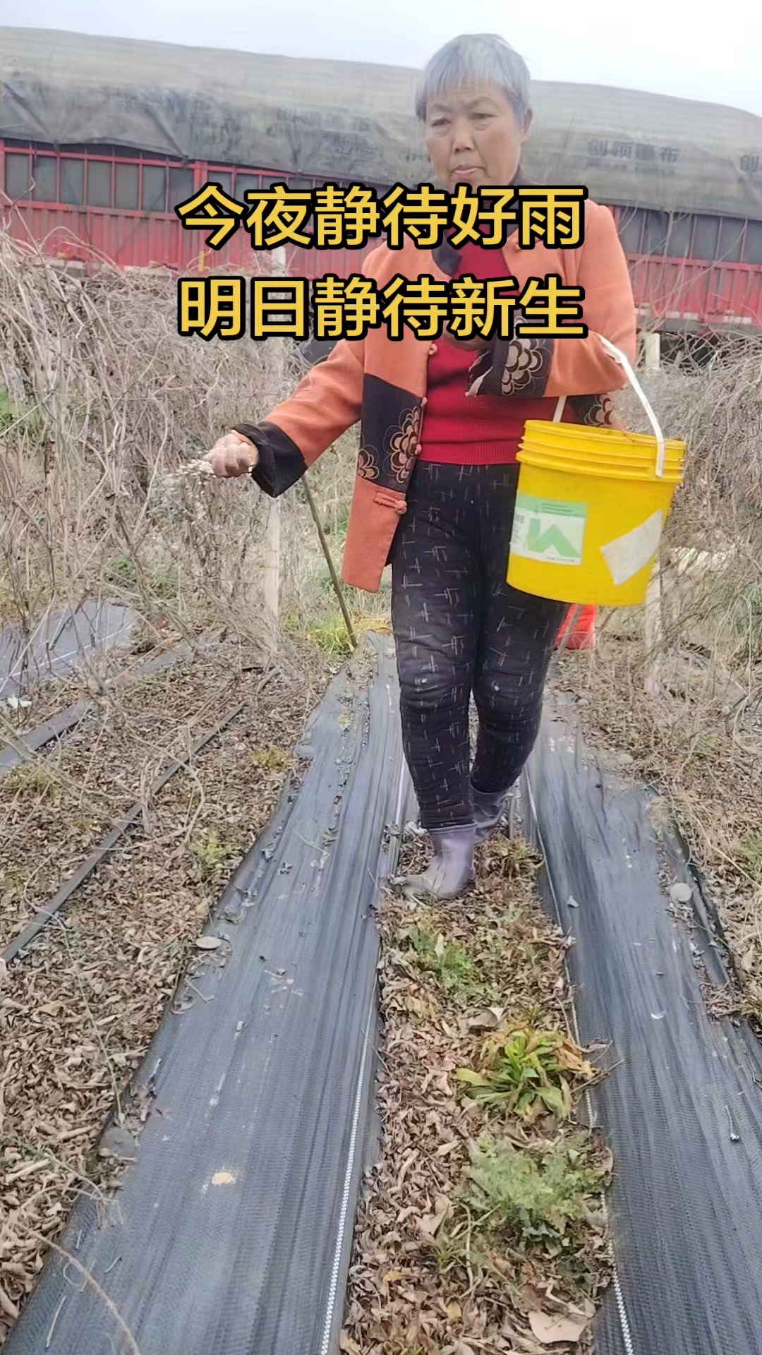 这才是春耕的正确打开方式#中药材种植基地#白蔹#粉防己#隔山消#育苗