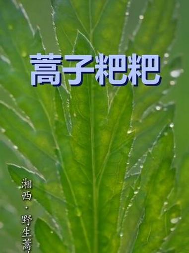 春天里的蒿子粑粑，老灶台的烟火气 清晨薄雾笼罩湖南乡村，老灶台边野生蒿叶与糯米粉，一起制作