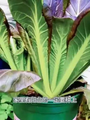 紫油菜既好吃又好种,耐热的同时还不招虫,如今种下去大概一个多月左右就能吃了 蔬菜 紫油菜 