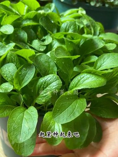 要说生长快还得是鸡毛菜 田园生活 在家种菜 鸡毛菜