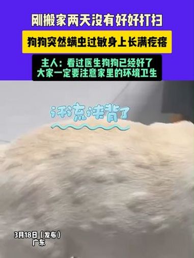 刚搬家两天没有好好打扫,狗狗突然螨虫过敏身上长满疙瘩,主人:看过医生狗狗已经好了,大家一定