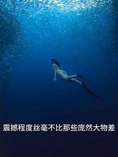 海洋生物 深海恐惧症 巨物恐惧症 海洋生物 鲸鱼 海底世界