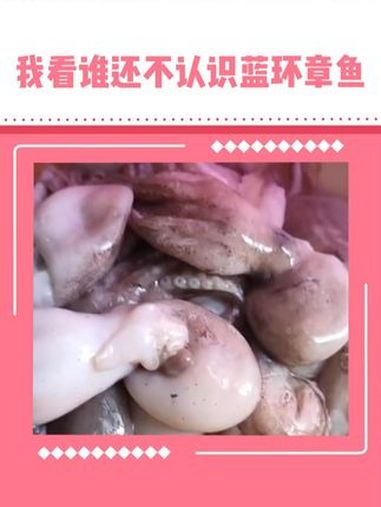 这回应该没人不认识了吧 蓝环章鱼 有毒 海洋生物 食品安全