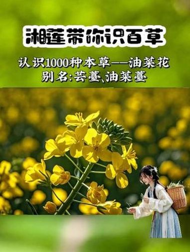 春天到,油菜开。小仙女们赶快采!植物科普 油菜花