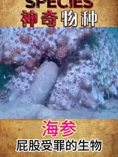 海参屁股里竟然能住下这么多鱼!海参:你们还算个鱼吗?动物世界 冷知识 奇妙的动物 动物的迷