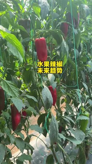水果辣椒,既能当蔬菜又能当水果,甜度还很高,但能降糖 #农业种植 #功能性蔬菜 #农业 #