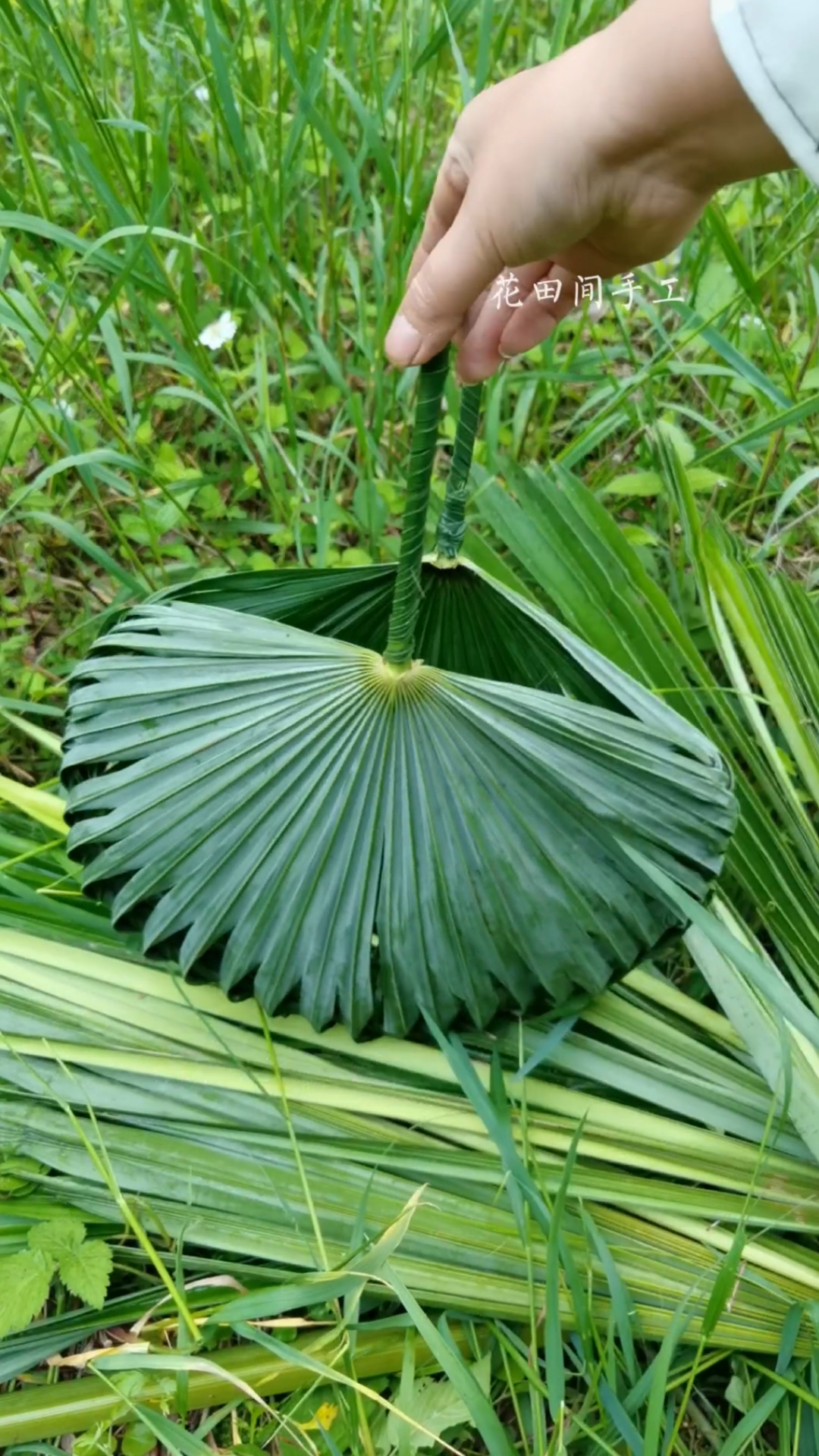 上山采摘野菜编个篮子装野菜