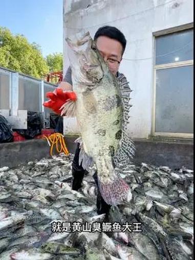 正宗黄山臭鳜鱼,古法工艺腌制,闻着臭吃着香没小刺