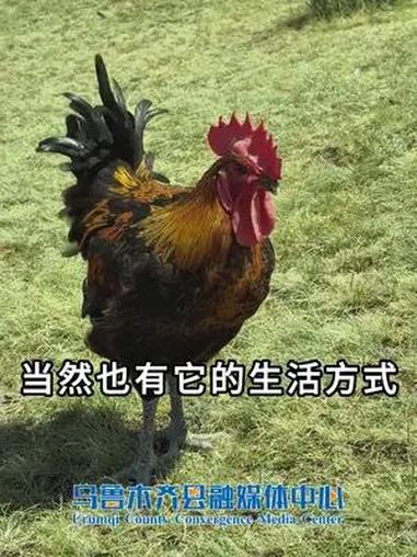 「四季南山·夏纳凉」甘沟乡东风村黑脚麻鸡出笼:生态养殖 草原上的走地鸡   乌鲁木齐县 走
