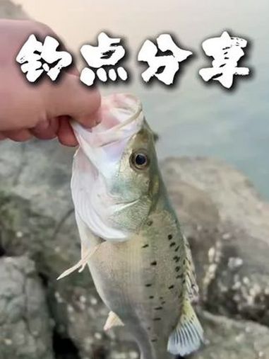 厦门免费钓点分享 今天不出海,岸边也可以玩,给大家分享一个免费的钓点,可以漂鲈鱼,打路亚,
