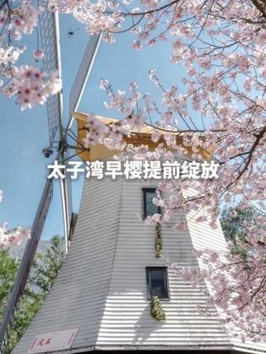 谁懂三月太子湾的含金量?太子湾公园早樱提前绽放,郁金香也将迎来盛开期,你准备好了吗?#主播