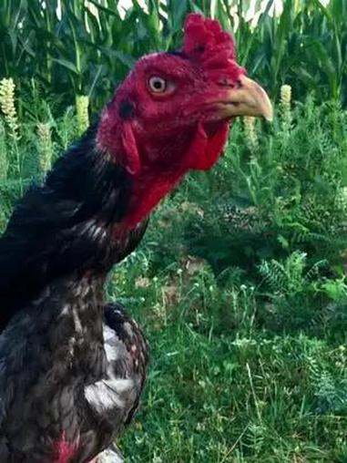 公鸡中的战斗机